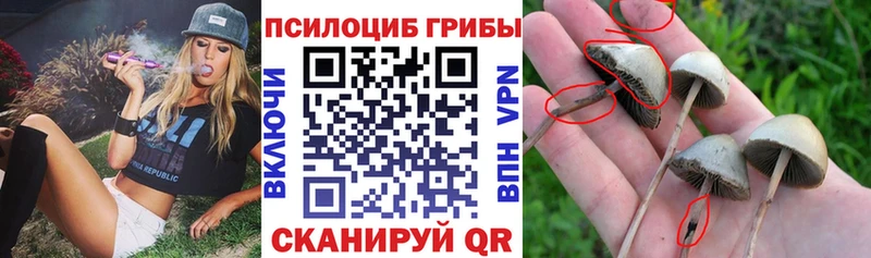 купить наркотик  hydra ТОР  Псилоцибиновые грибы мухоморы  Емва 